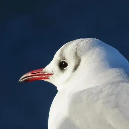 Am Darsswald Eg Daire Born